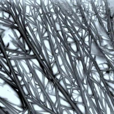 ����̿����������̿������ά