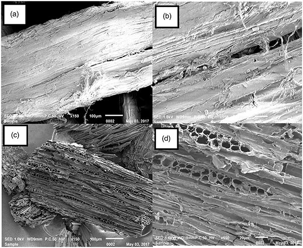 ԭ���������̿��SEMͼ��